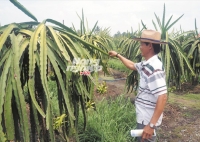 Quy trình phòng trừ bệnh đốm nâu hại thanh long