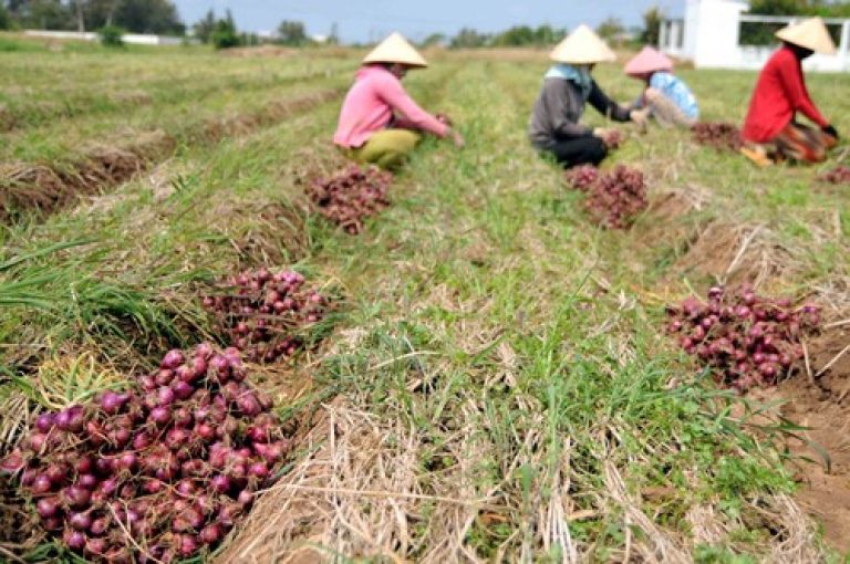 Quy trình chăm sóc và phòng trừ sâu bệnh cây hành tím