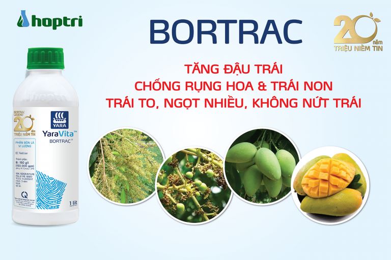 Vi lượng Bo và cách sử dụng Bortrac hiệu quả cho cây xoài